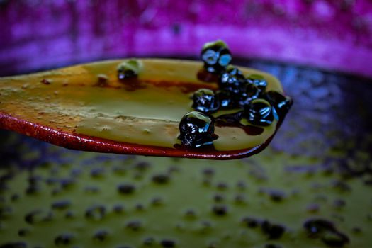 A few chokeberry berries on a wooden cooking spoon. Aronia jam. Zavidovici, Bosnia and Herzegovina.