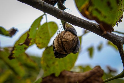 A walnut on a branch that almost came out of a shell that had dried out. Zavidovici, Bosnia and Herzegovina.