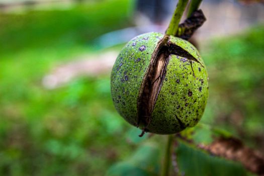 On a walnut branch in a green shell that is slightly cracked. Zavidovici, Bosnia and Herzegovina.