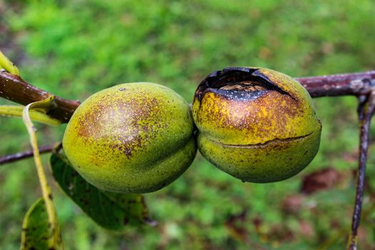 Two walnuts in green shells burned by the sun. Zavidovici, Bosnia and Herzegovina.