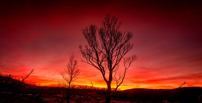 Red sunset on a burnt landscape after bush fires  Australia