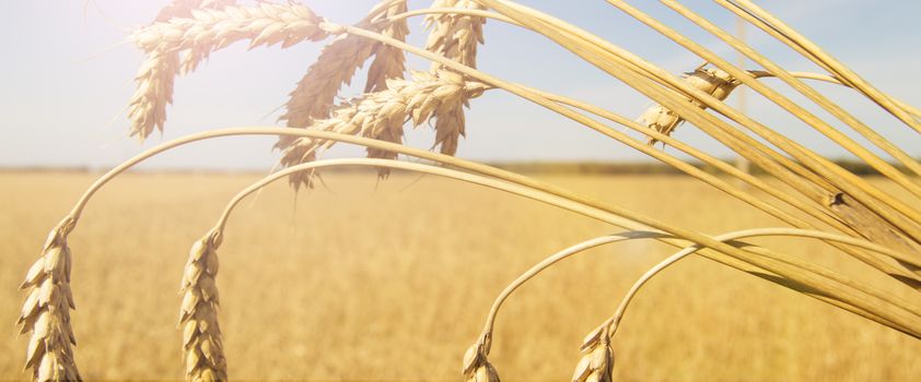 Close-up of ripe wheat ears against the blue sky. Selective focus, banner