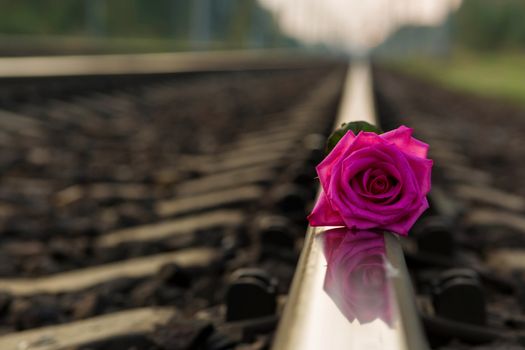 .Red rose lies on the rails on the train tracks