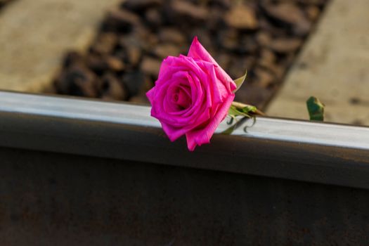 .Red rose lies on the rails on the train tracks