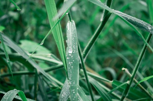 Raindrops on leaf. Rain drop on Leaves. Extreme Close up of rain water dew droplets on blade of grass. Sunlight reflection. Winter rainy season. Beauty in nature abstract background. Macro photography