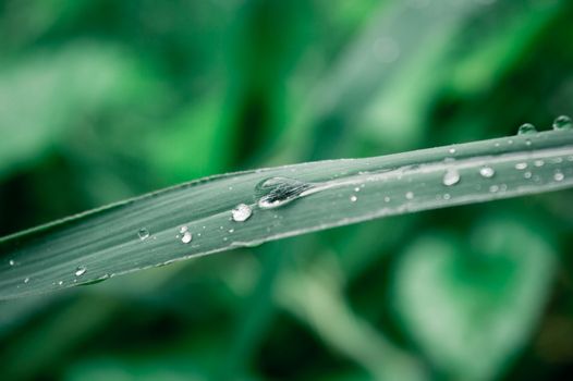 Raindrops on leaf. Rain drop on Leaves. Extreme Close up of rain water dew droplets on blade of grass. Sunlight reflection. Winter rainy season. Beauty in nature abstract background. Macro photography