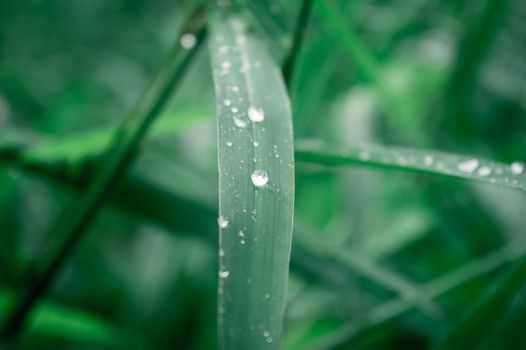 Raindrops on leaf. Rain drop on Leaves. Extreme Close up of rain water dew droplets on blade of grass. Sunlight reflection. Winter rainy season. Beauty in nature abstract background. Macro photography