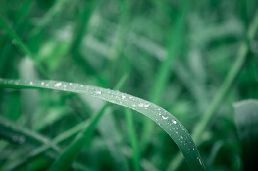 Raindrops on leaf. Rain drop on Leaves. Extreme Close up of rain water dew droplets on blade of grass. Sunlight reflection. Winter rainy season. Beauty in nature abstract background. Macro photography