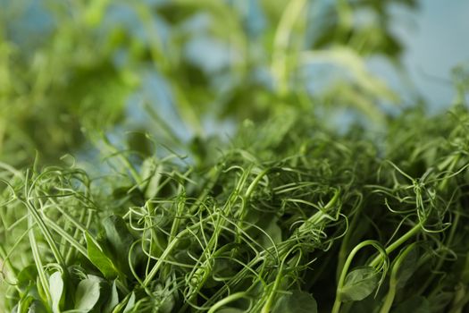 Green peas sprouts, close up and space for text