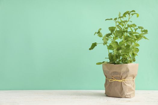 Lemon balm on white wooden table against mint background