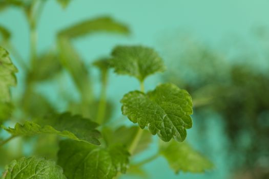 Lemon balm leaves against mint background, close up