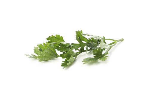 Fresh green parsley isolated on white background