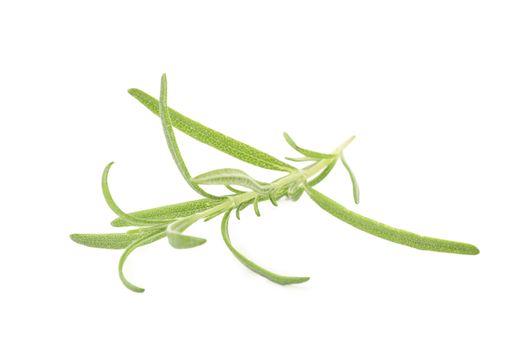 Fresh green rosemary isolated on white background