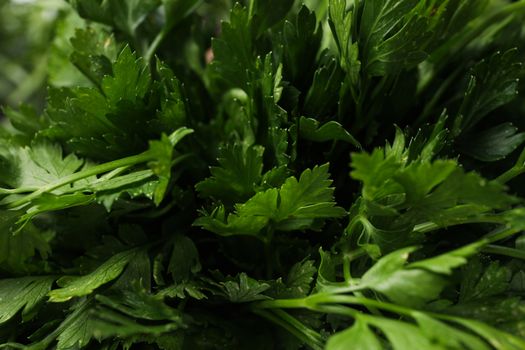 Fresh parsley on whole background, close up