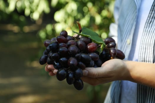 Woman hold fresh ripe grape with leaf outdoor