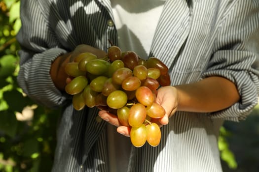 Woman hold fresh ripe grape outdoor against trees