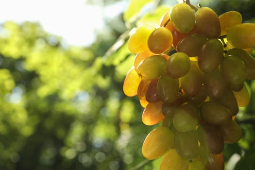 Fresh ripe grape bunch outdoor in sunny day