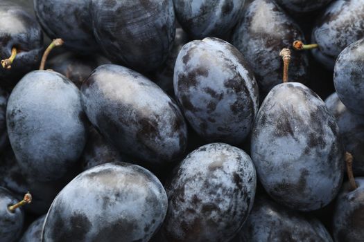 Fresh plums on whole background, close up