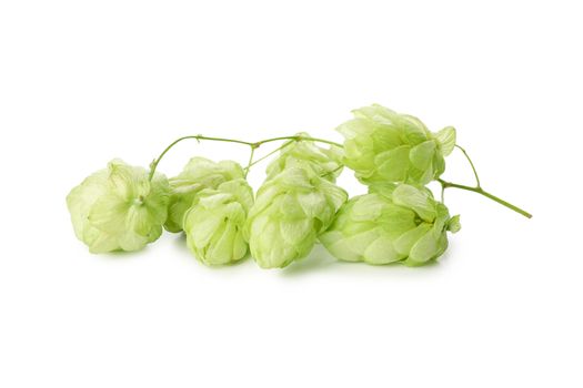 Fresh green hop isolated on white background