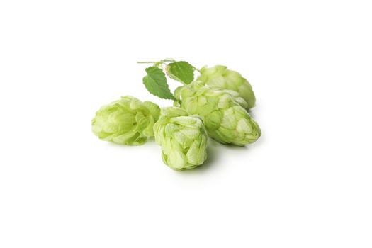 Fresh green hop isolated on white background