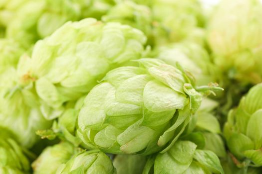 Fresh green hop on whole background, close up