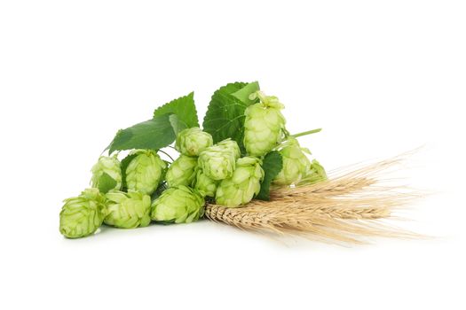 Hop and wheat isolated on white background