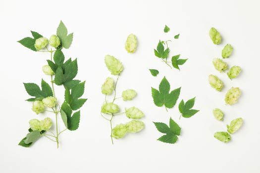 Fresh green hop and leaves on white background