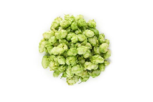 Fresh green hop isolated on white background