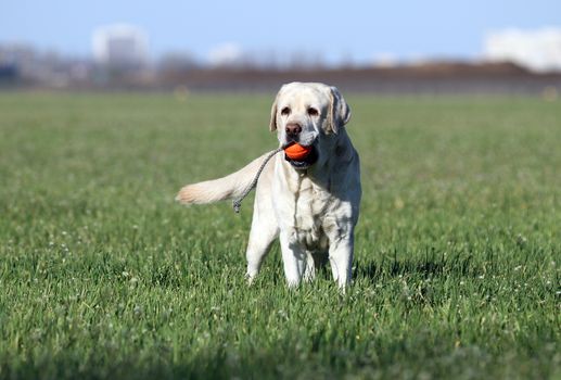 the yellow labrador playing in the park