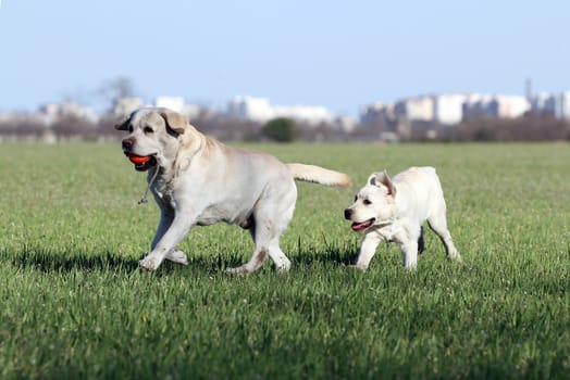 two sweet yellow labradors playing in the park