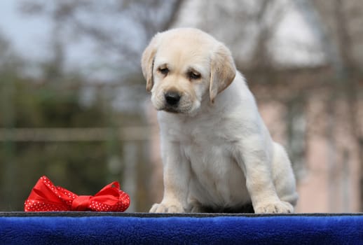 the yellow labrador puppy on the blue background