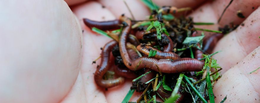 Earthworms in black soil of greenhouse. Macro Brandling, panfish, trout, tiger, red wiggler, Eisenia fetida.Garden compost and worms recycling plant waste into rich soil improver and fertilizer