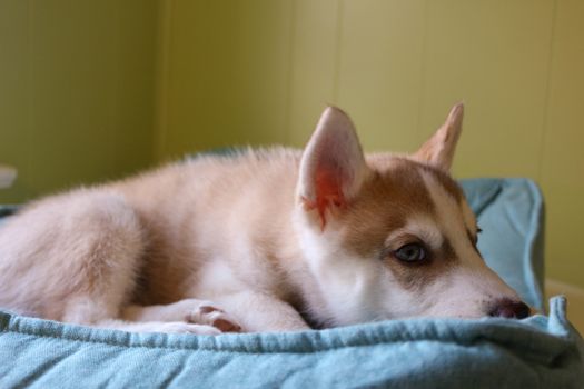 Close up of cute lazy siberian puppy lying and sleep on the floor in the morning.