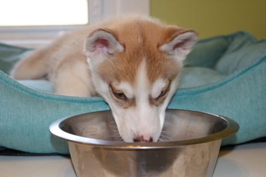 Puppy Siberian Husky with a dog bowl looking up, isolated on white background