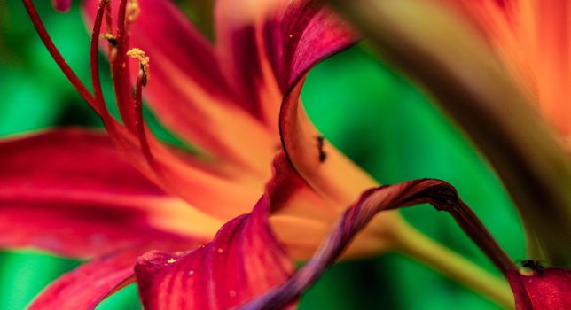 Orange lily flowers bush close up