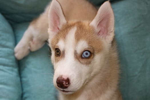 Close up of cute lazy siberian puppy lying and sleep on the floor in the morning.