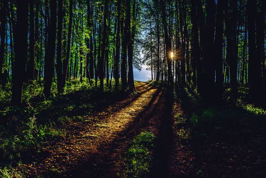 Rays of sunlight on footpath in summer forest