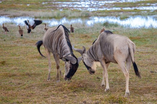 Antelopes are fighting, Gnu, on safari in Kenya