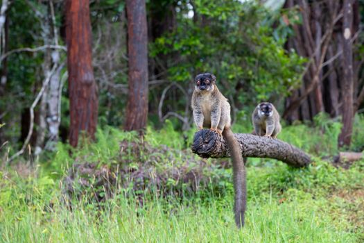 The Lemurs on a log hanging over the water