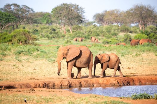 The family of red elephants at a water hole in the middle of the savannah
