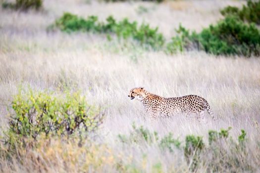The cheetah walks in the high grass of the savannah looking for something to eat