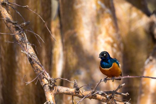Very colorul native birds sit on branches