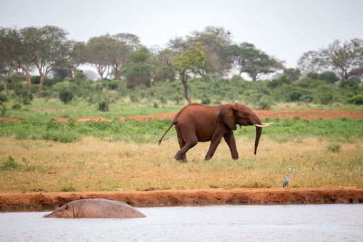 One young red elephant is running and playing in the grassland of the savannah