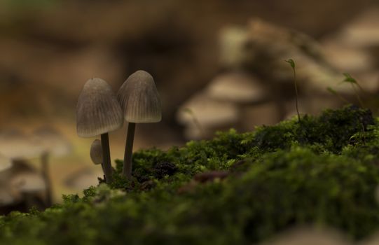 small fungus or mushroom on green moss in the autumn forest