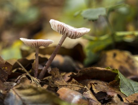 small fungus or mushroom on green moss in the autumn forest