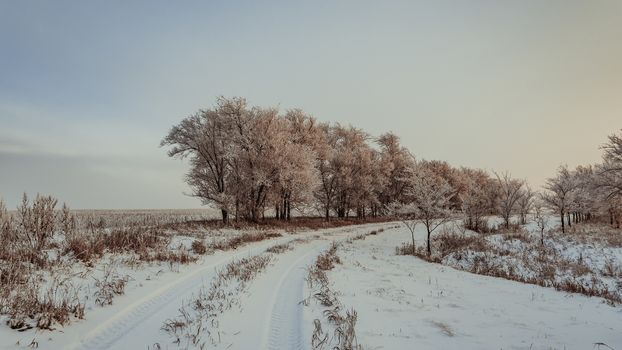 Winter road along trees covered with hoarfrost in sunset light