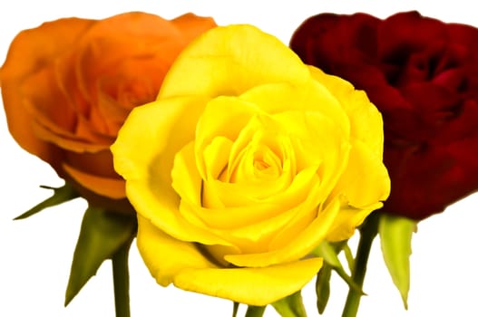Roses in three colors