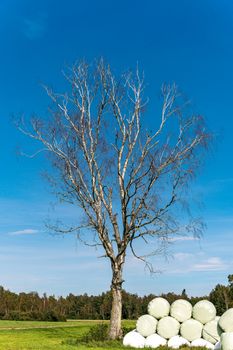 beautiful treetop of a birch in the nature reserve with blue sky in the background in upper swabia germany