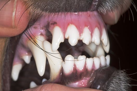 dog teeth