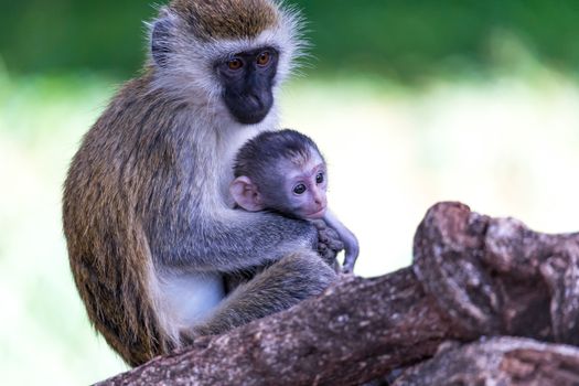Vervet family with a little baby monkey